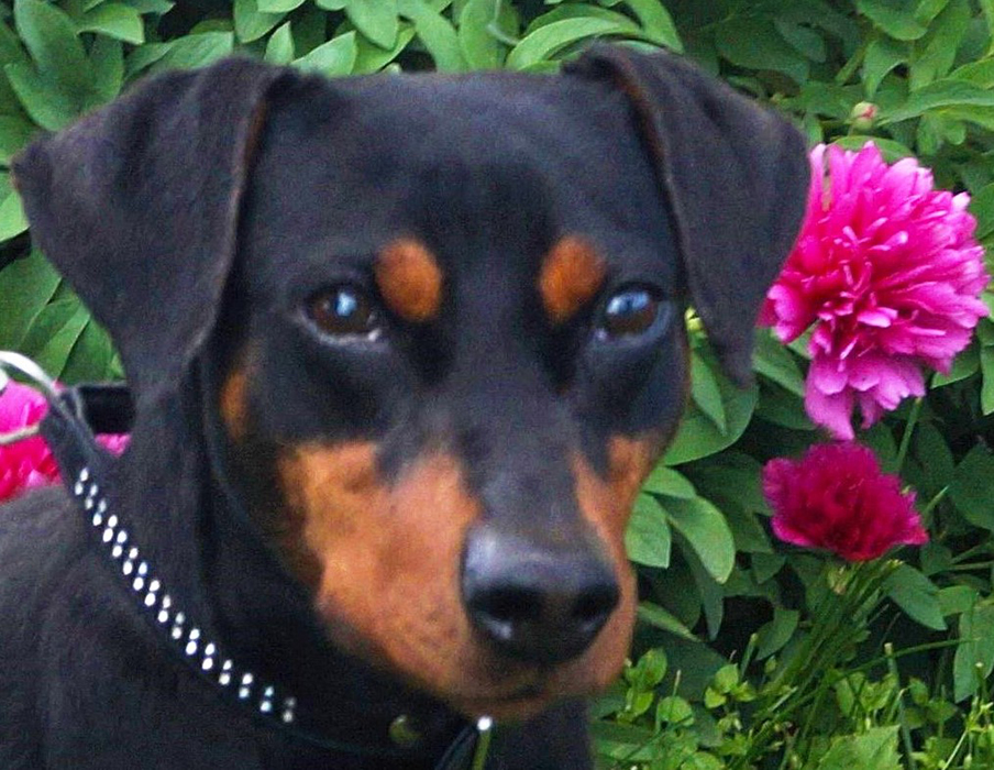 Pinscher *  <3 
